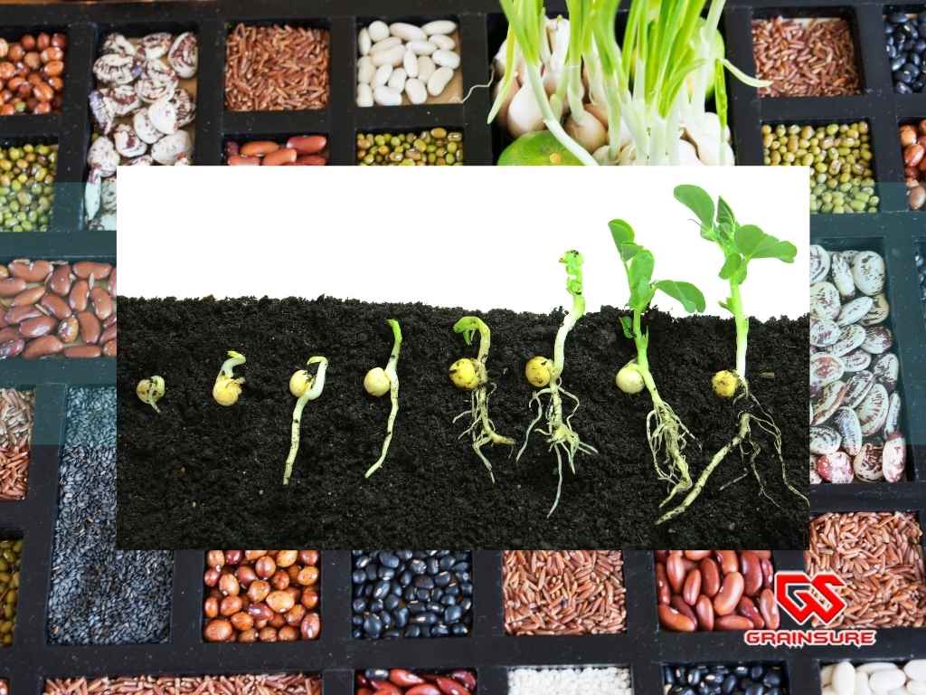 How Moisture Affects Seed Quality