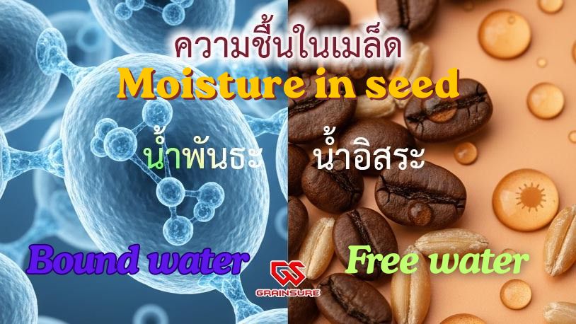 What is the Moisture Structure in Seeds Like?